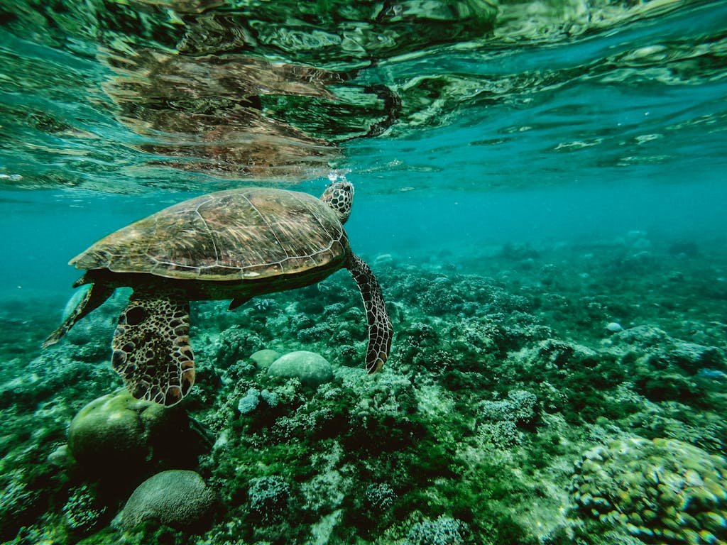 Explore the beauty of a sea turtle gliding through a colorful underwater coral reef.